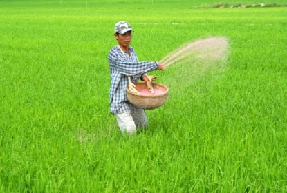top-5-loai-phan-bon-cho-lua-duoc-ua-chuong-nhat-tai-sau-phuc
